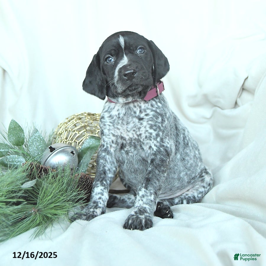 German Shorthaired Pointer dogs Daisy - Ad 1