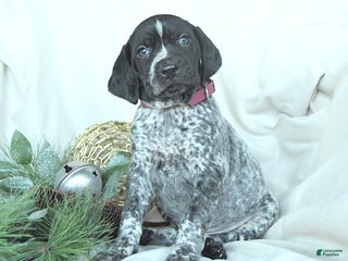 German Shorthaired Pointer dogs Daisy - Ad 1