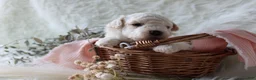 Bichpoo dogs for sale: Sable - Ad 5