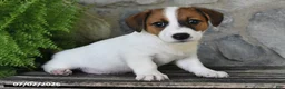 Jack Russell Terrier dogs for sale: Makayla - Ad 1