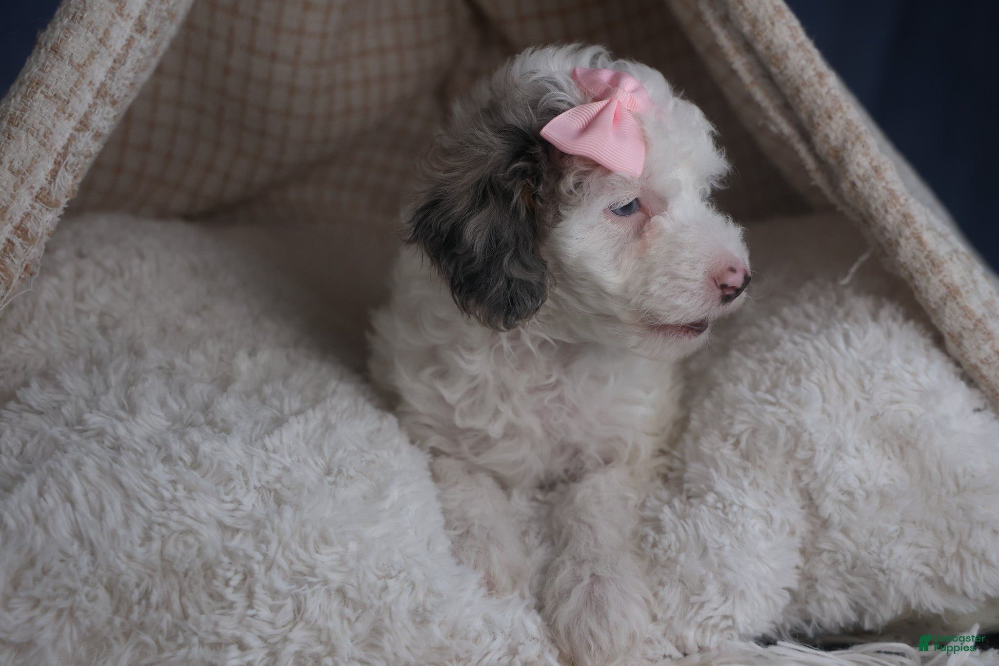 Miniature Poodle dogs Riley - Ad 2