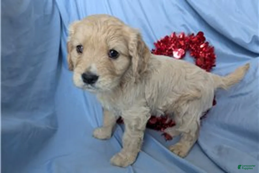 Mixed Breed dogs for sale: Jett - Ad 4