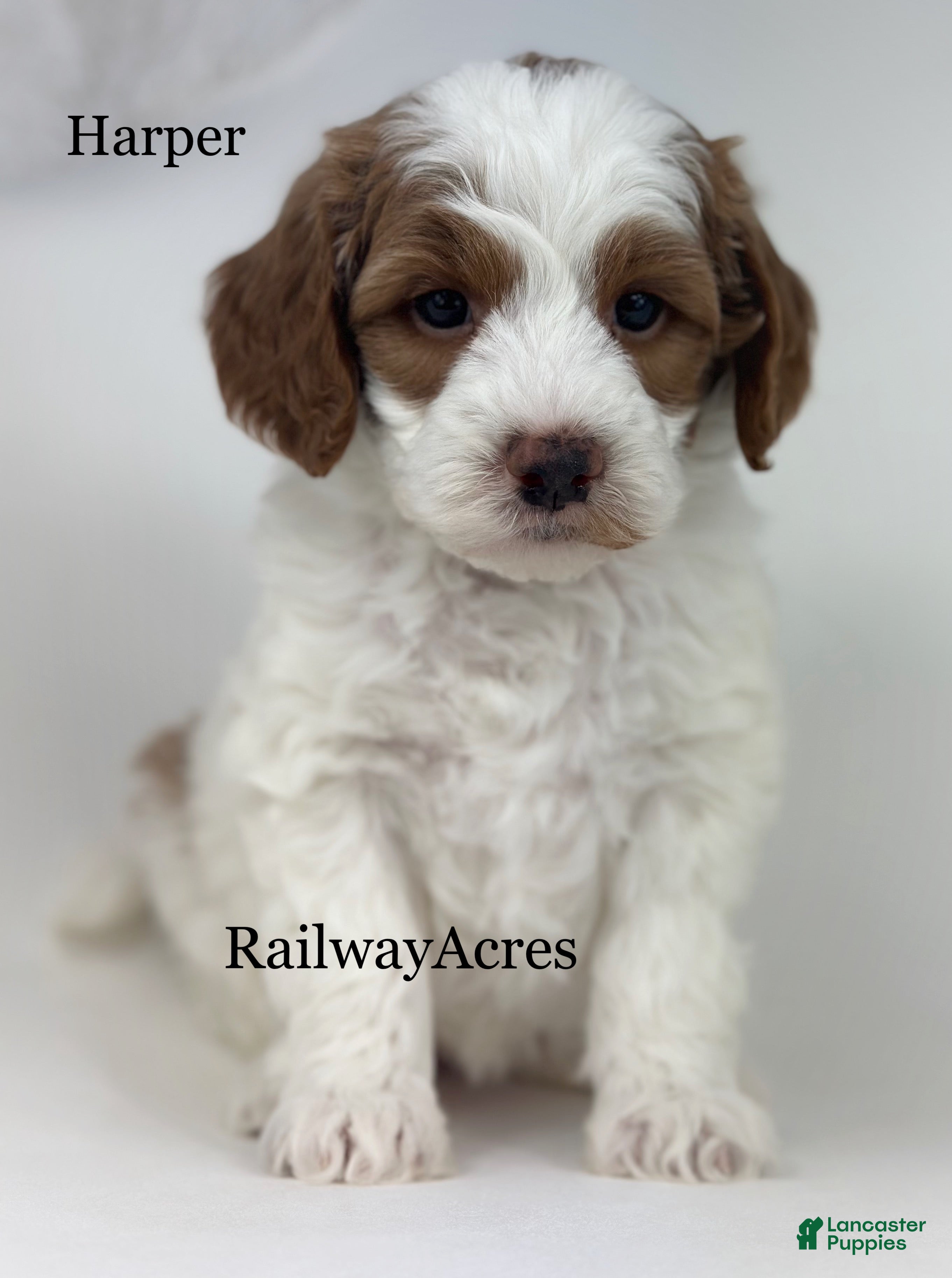 Goldendoodle dogs Harper-F1b Mini - Ad 36