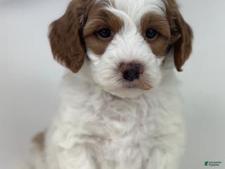 Goldendoodle dogs Harper-F1b Mini - Ad 36