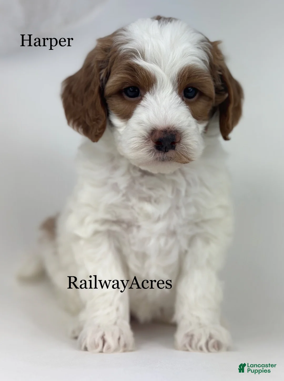 Goldendoodle dogs for sale: Harper-F1b Mini - Ad 1