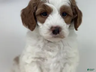 Goldendoodle dogs Harper-F1b Mini - Ad 41