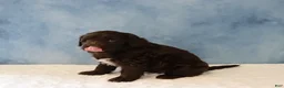 Portuguese Water Dog dogs for sale: Skyler - Ad 3