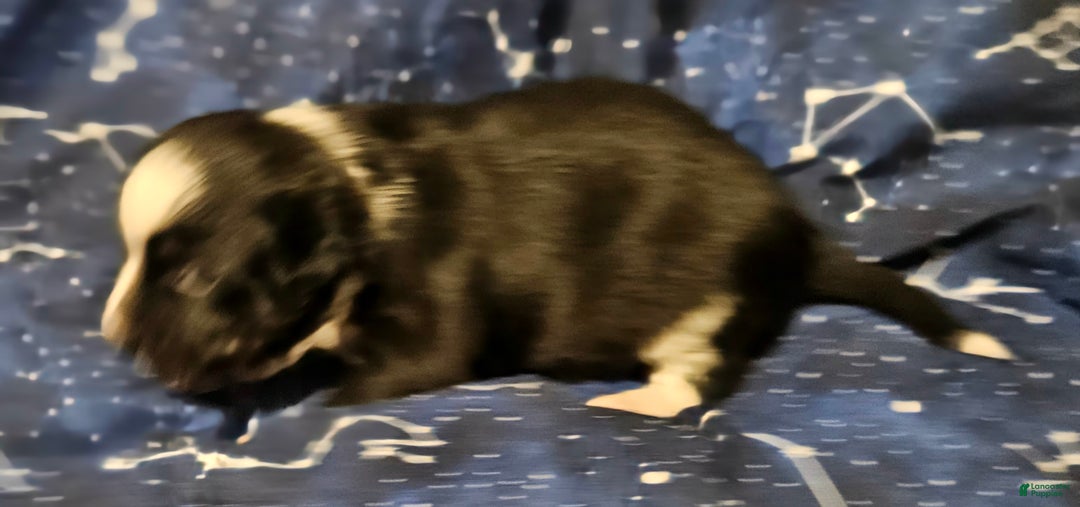 Border Collie dogs for sale: Kumba (Call-Text) - Ad 11