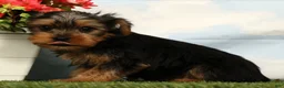 Yorkshire Terrier dogs for sale: Lincoln - Ad 5