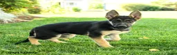 Gerberian Shepsky dogs for sale: Cruz - Ad 3