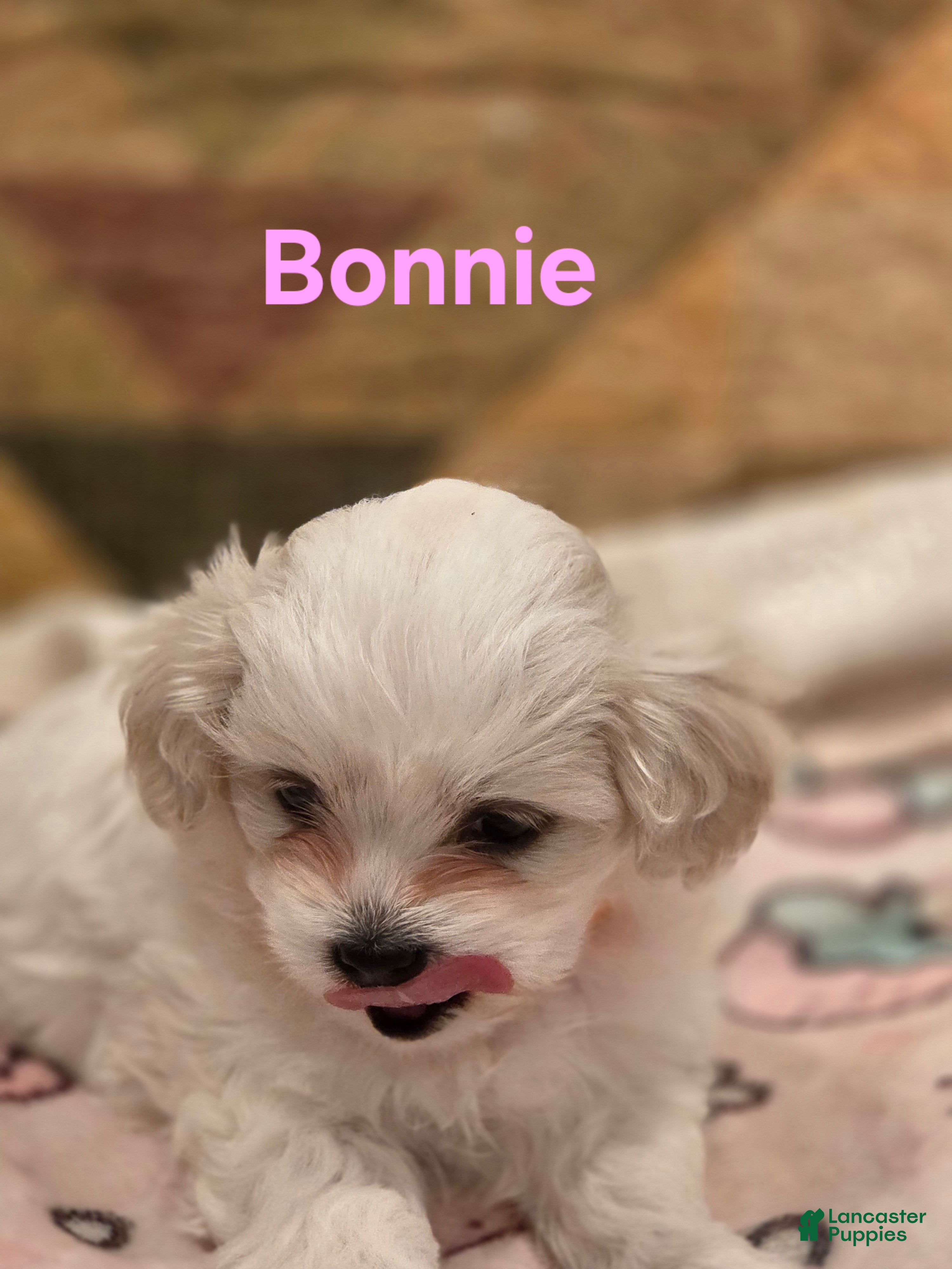 Shihpoo dogs Bonnie - Ad 8
