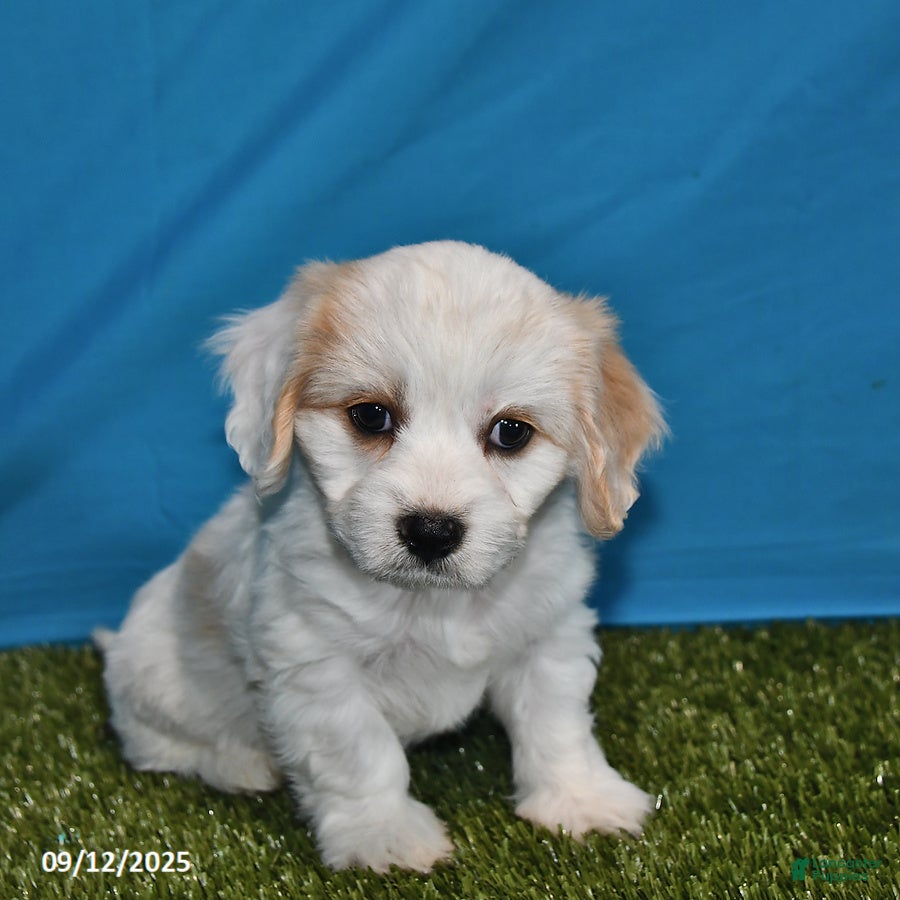 Cavachon Puppies Bichon Frise Cavalier King Charles Mix Cavachon