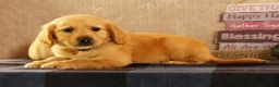 Golden Retriever dogs for sale: Joey - Ad 5