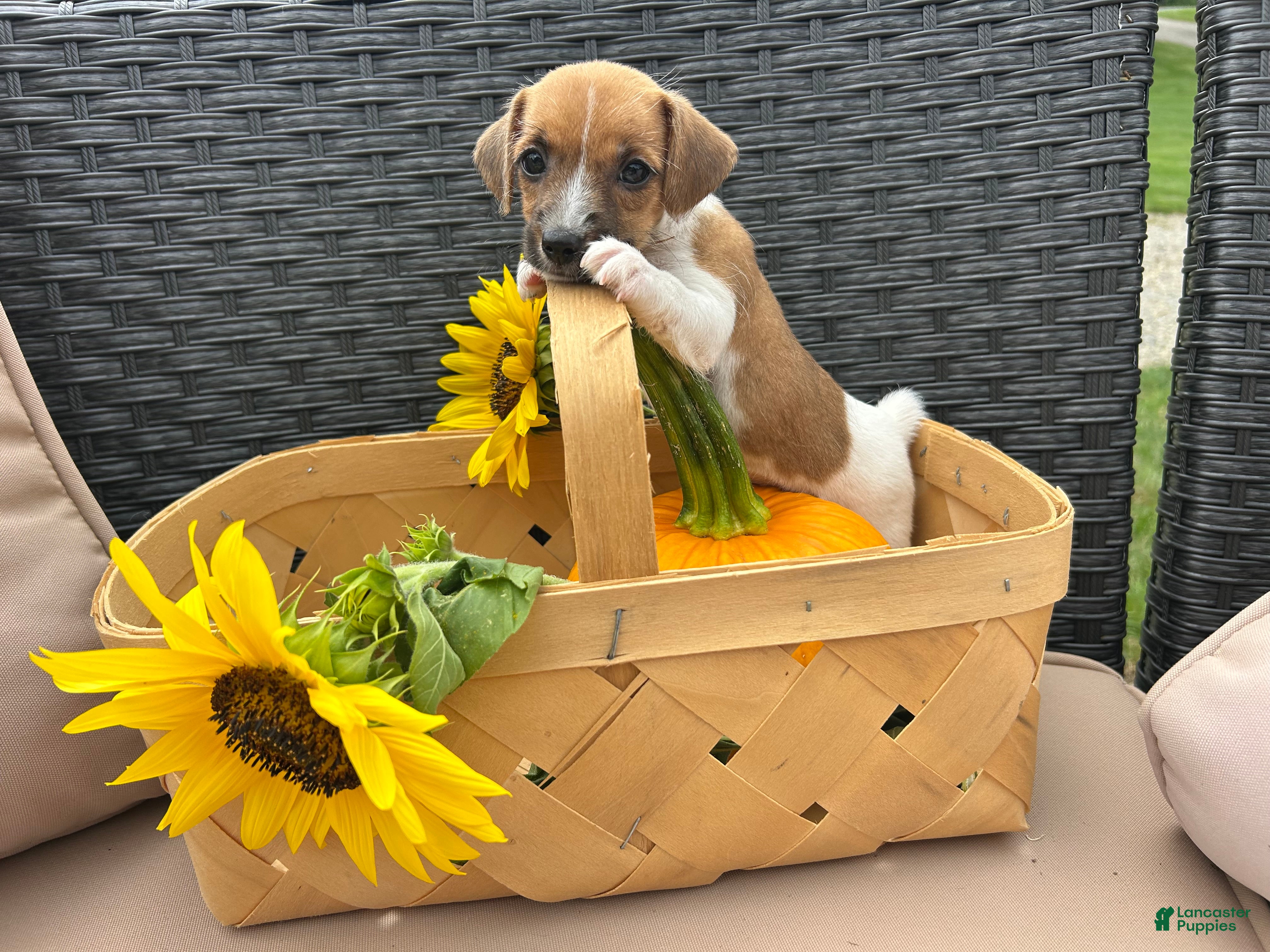 Jack Russell Terrier dogs Sparkle 💖  - Ad 38