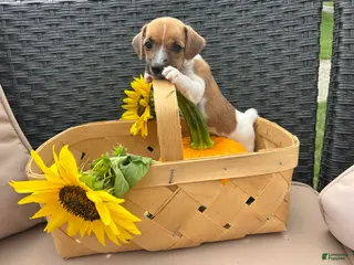 Jack Russell Terrier dogs Sparkle 💖 - Ad 21
