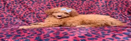 Mini Goldendoodle dogs for sale: Darcy - Ad 4