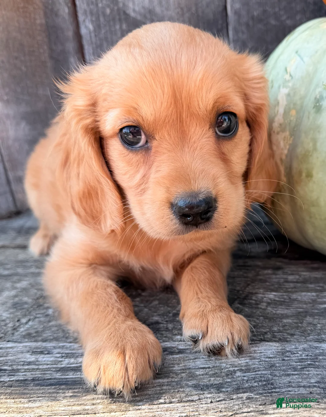 Miniature Golden Retriever dogs for sale: Honey Female Mini Golden Retriever - Ad 2