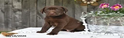 Labrador Retriever dogs for sale: Robbie - Ad 2