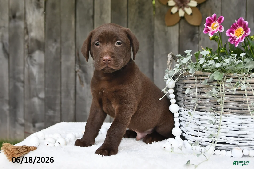 Labrador Retriever dogs for sale: Robbie - Ad 2