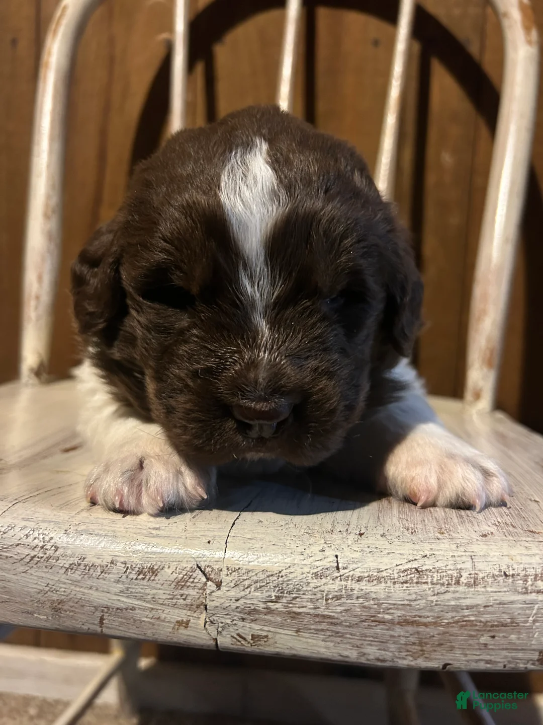 Newfoundland dogs for sale: Newfoundland 2 - Ad 2