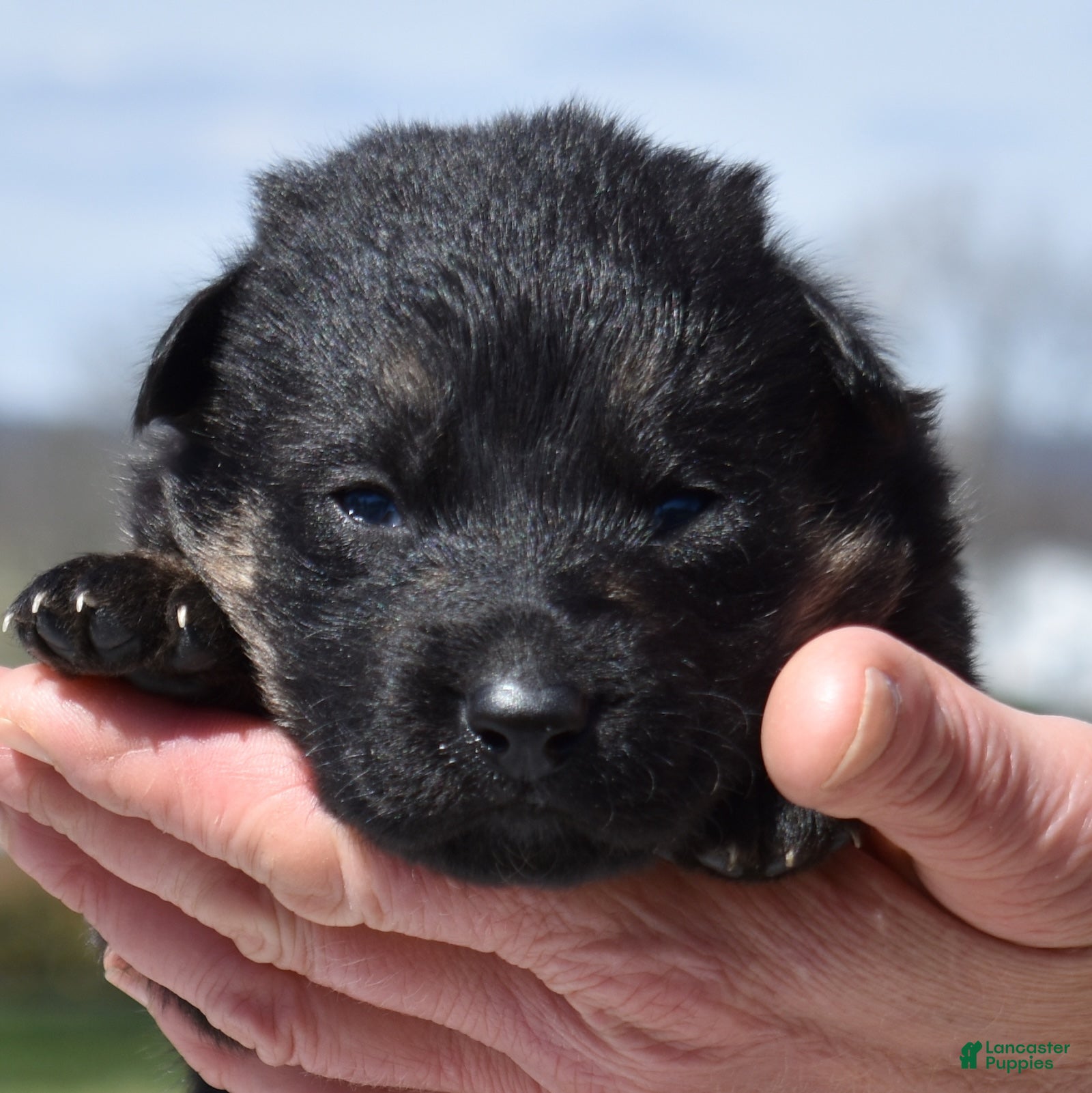 German Shepherd dogs Diamond - Ad 1