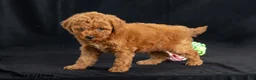 Mini Goldendoodle dogs for sale: Dora - Ad 5