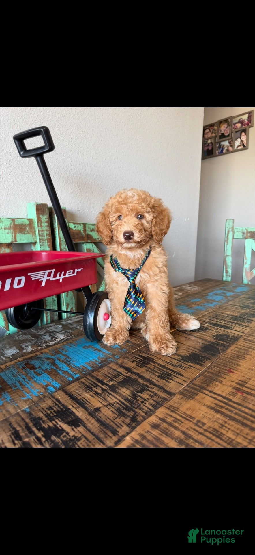Miniature Poodle dogs Meet Ollie! Akc Clear 🧬 At/At Ky/Ky b/b e/e N/S - Ad 1