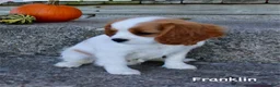 Cavalier King Charles Spaniel dogs for sale: Franklin - Ad 4