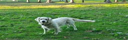 Golden Retriever dogs for sale: Molly - Ad 5