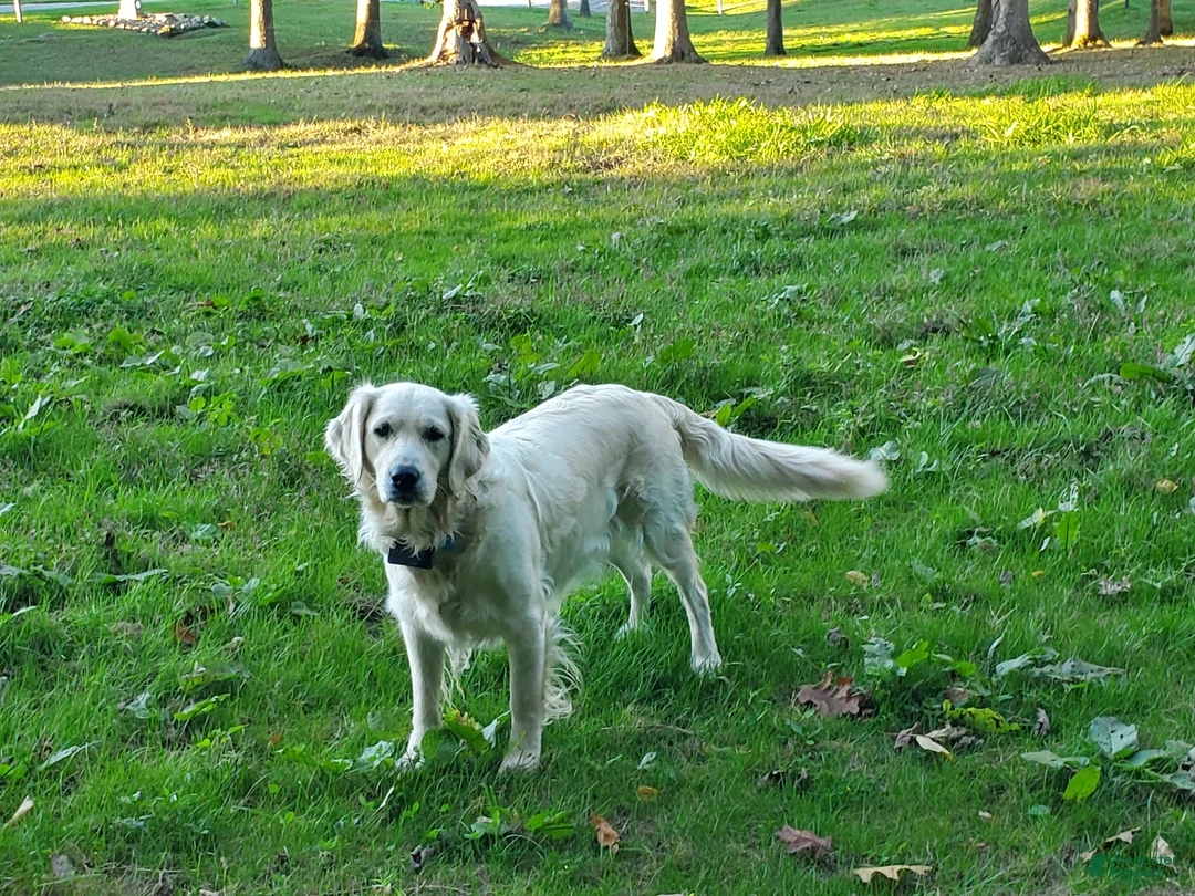 Golden Retriever dogs for sale: Molly - Ad 5
