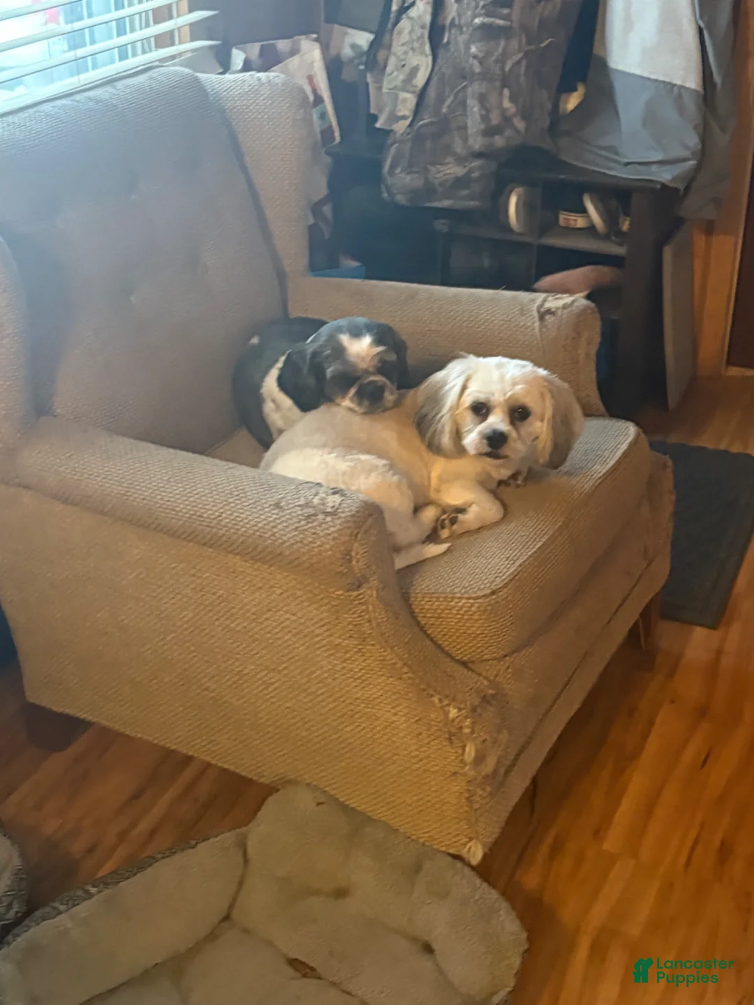 Shih Tzu dogs for sale: Eliana - Ad 5
