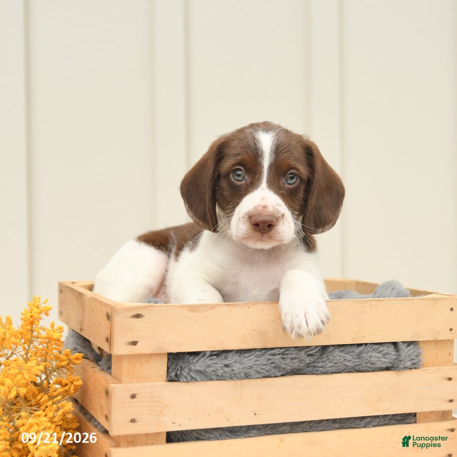 Mixed Breed dogs Fletcher - Ad 2