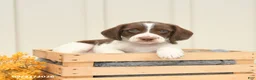Mixed Breed dogs for sale: Fletcher - Ad 2