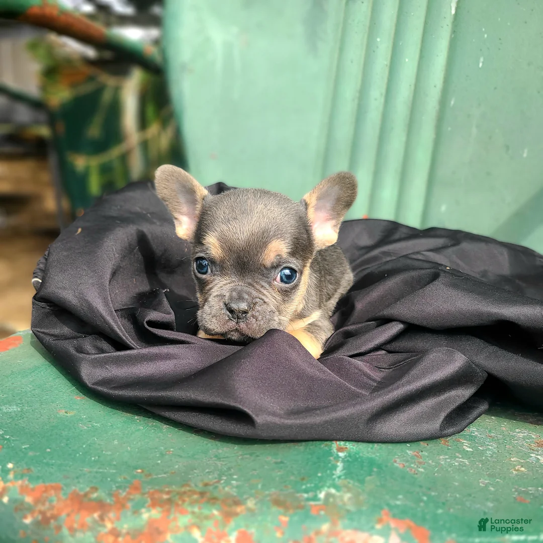 French Bulldog dogs for sale: Monty - Ad 2