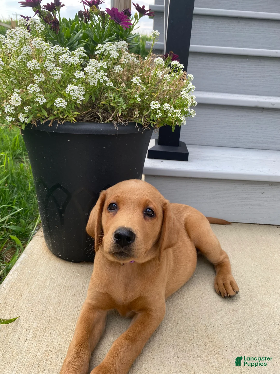 Labradoodle dogs for sale: Arrow - Ad 1