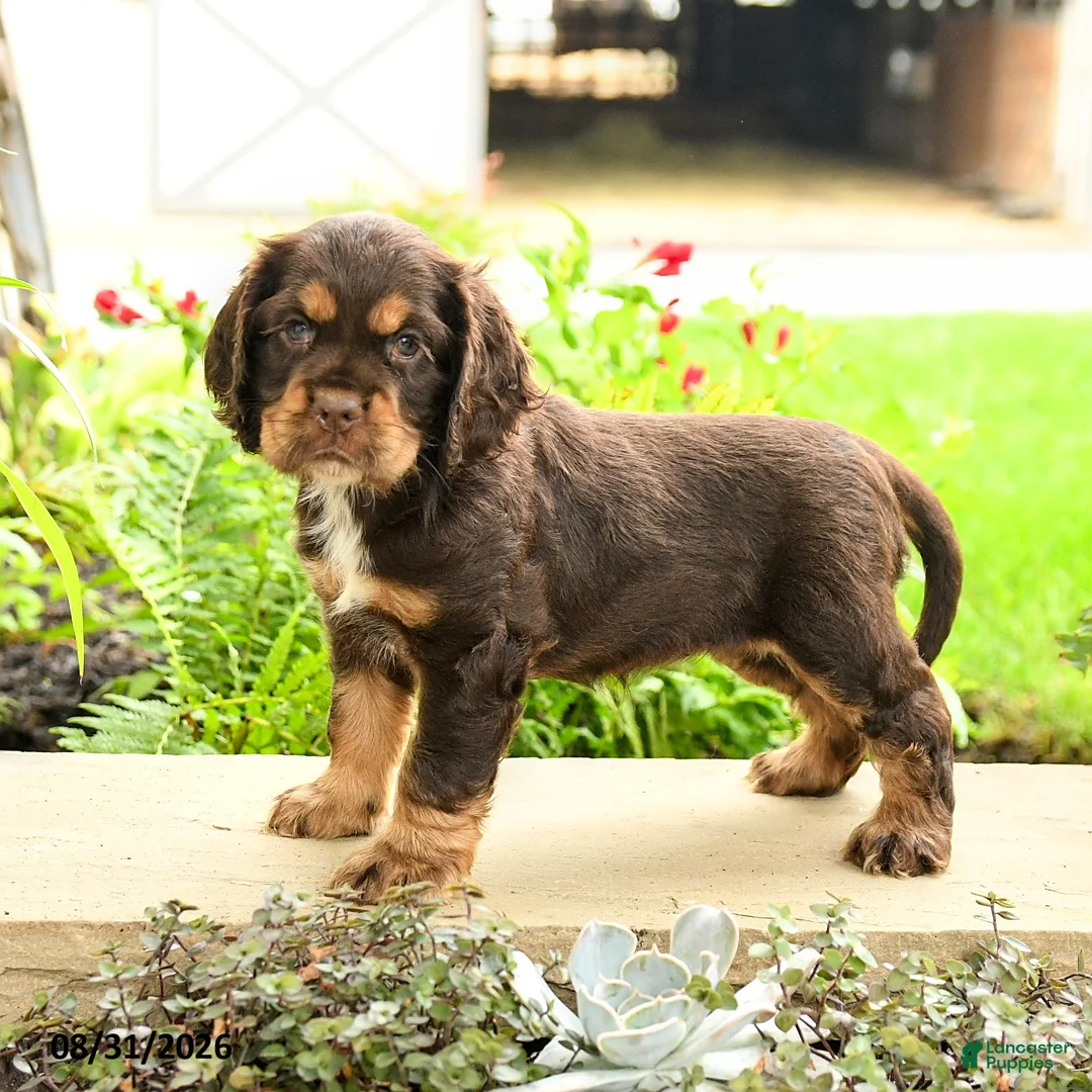 English Cocker Spaniel dogs for sale: Lady - Ad 1