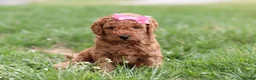 Mini Goldendoodle dogs for sale: Tessa - Ad 5