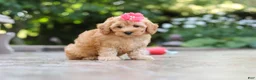 Schnoodle dogs for sale: Nora - Ad 5
