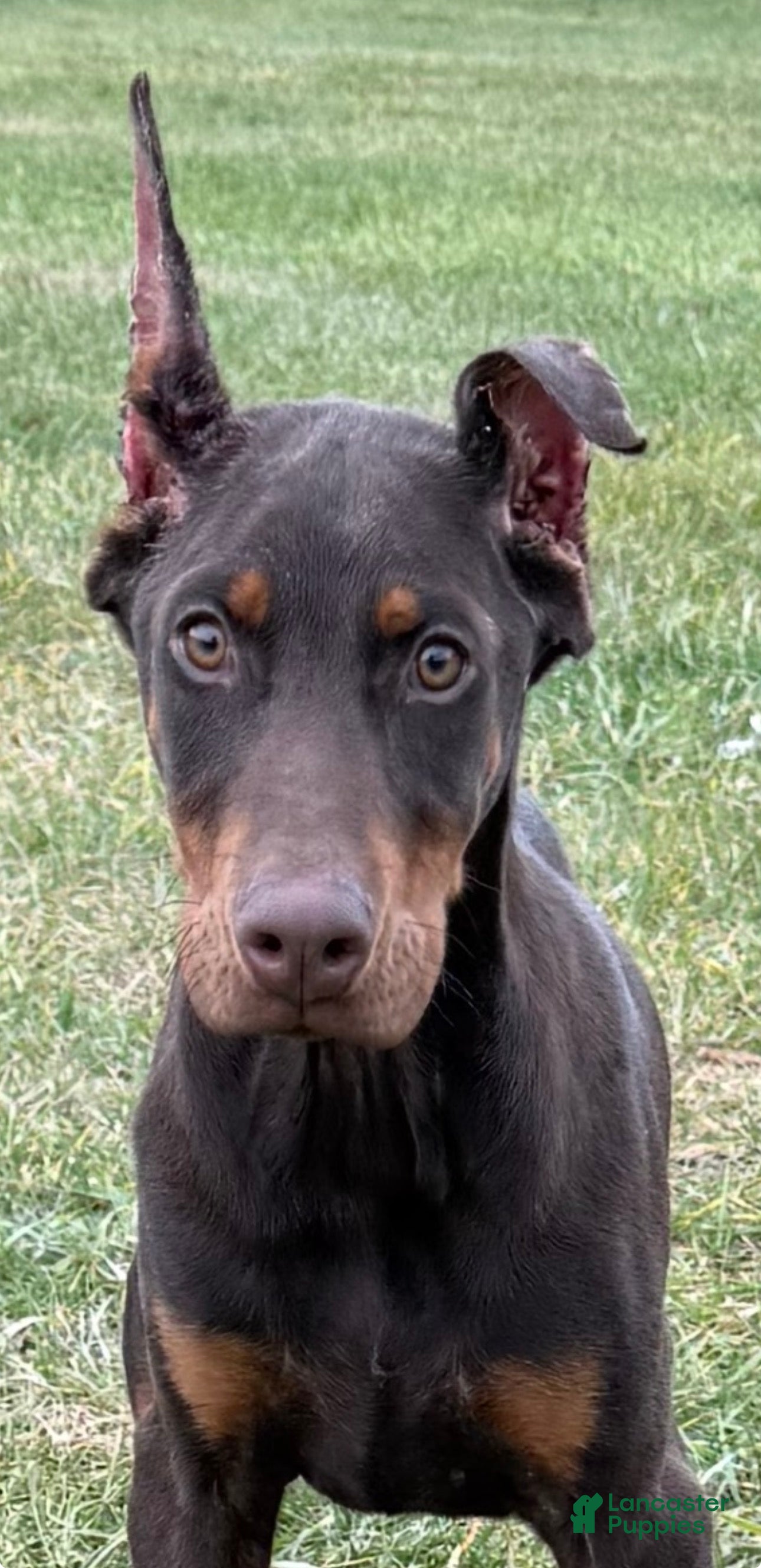 Doberman Pinscher dogs Doberman Pinscher Puppy 1 - Ad 17