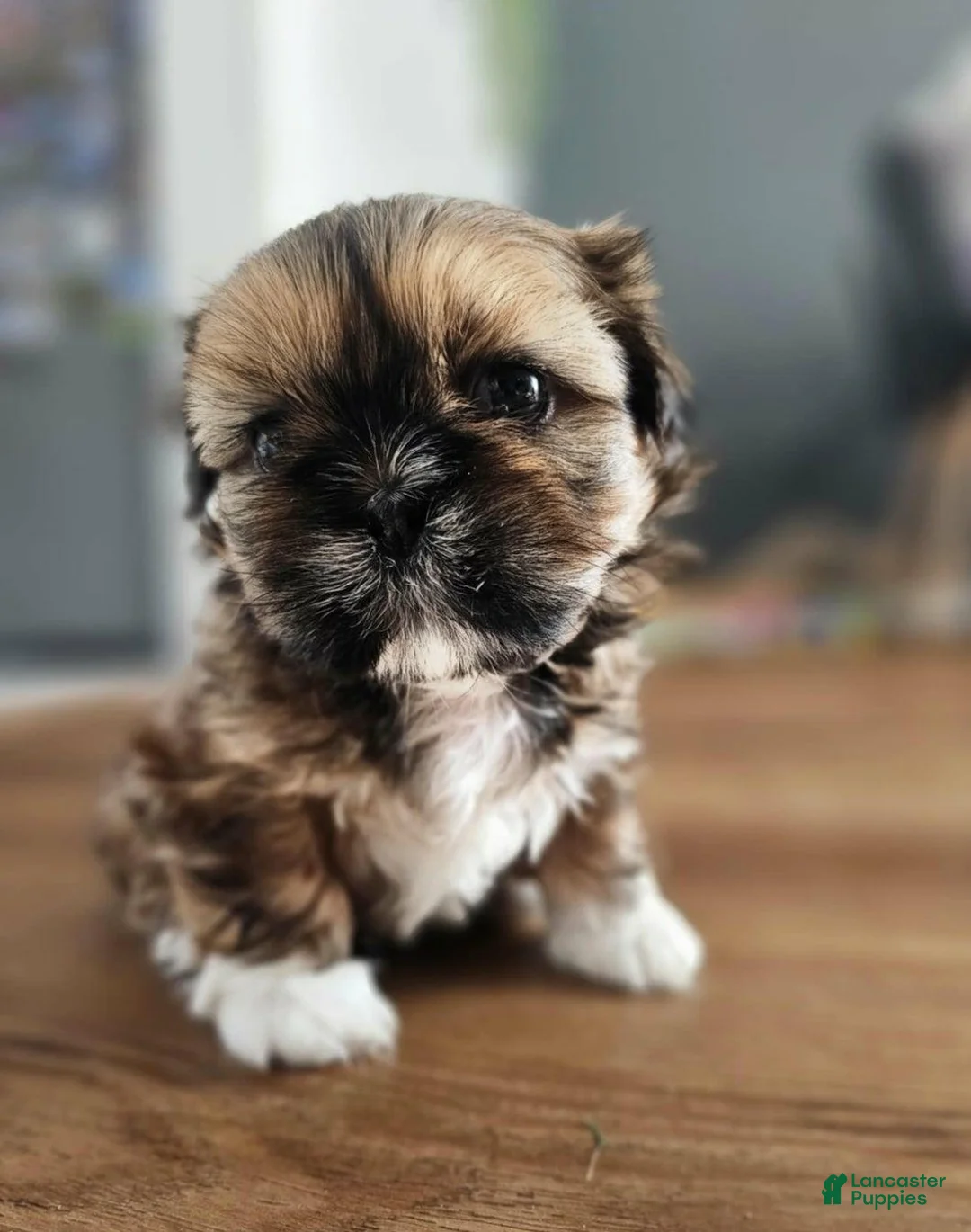 Shih Tzu dogs for sale: Rey - Ad 12