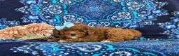 Toy Poodle dogs for sale: Shiloh 9 lbs Full Grown - Ad 6