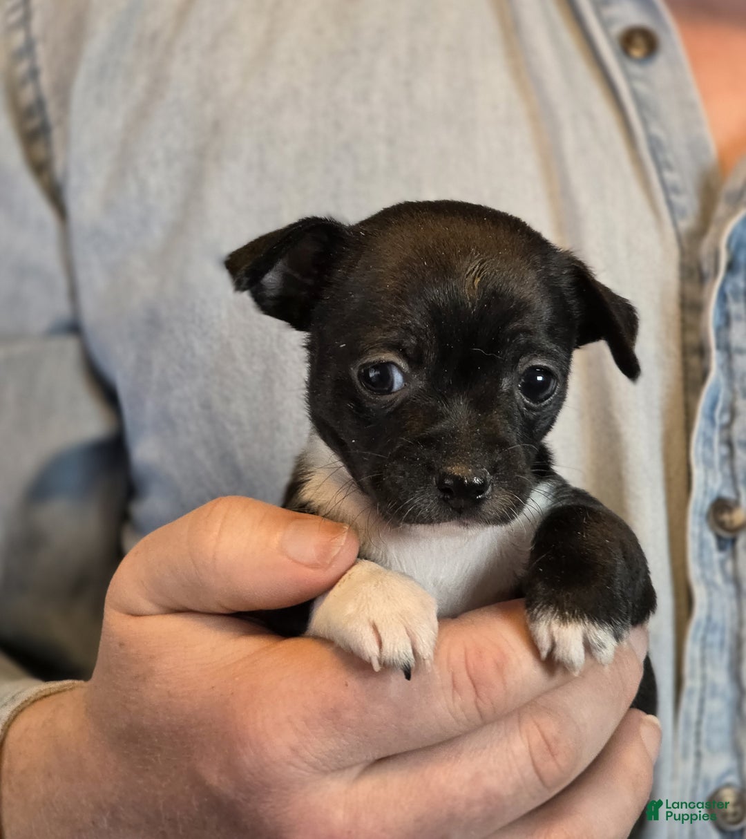 Chihuahua dogs for sale: Black Hawk  - Ad 5