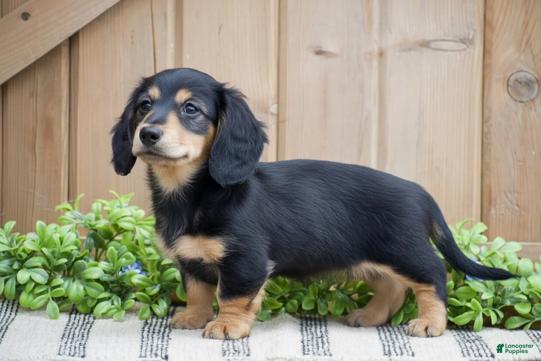 Miniature Dachshund dogs for sale: Lillow  - Ad 2