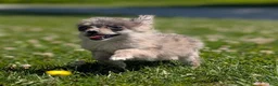 Pomeranian dogs for sale: Wingnut - Ad 12