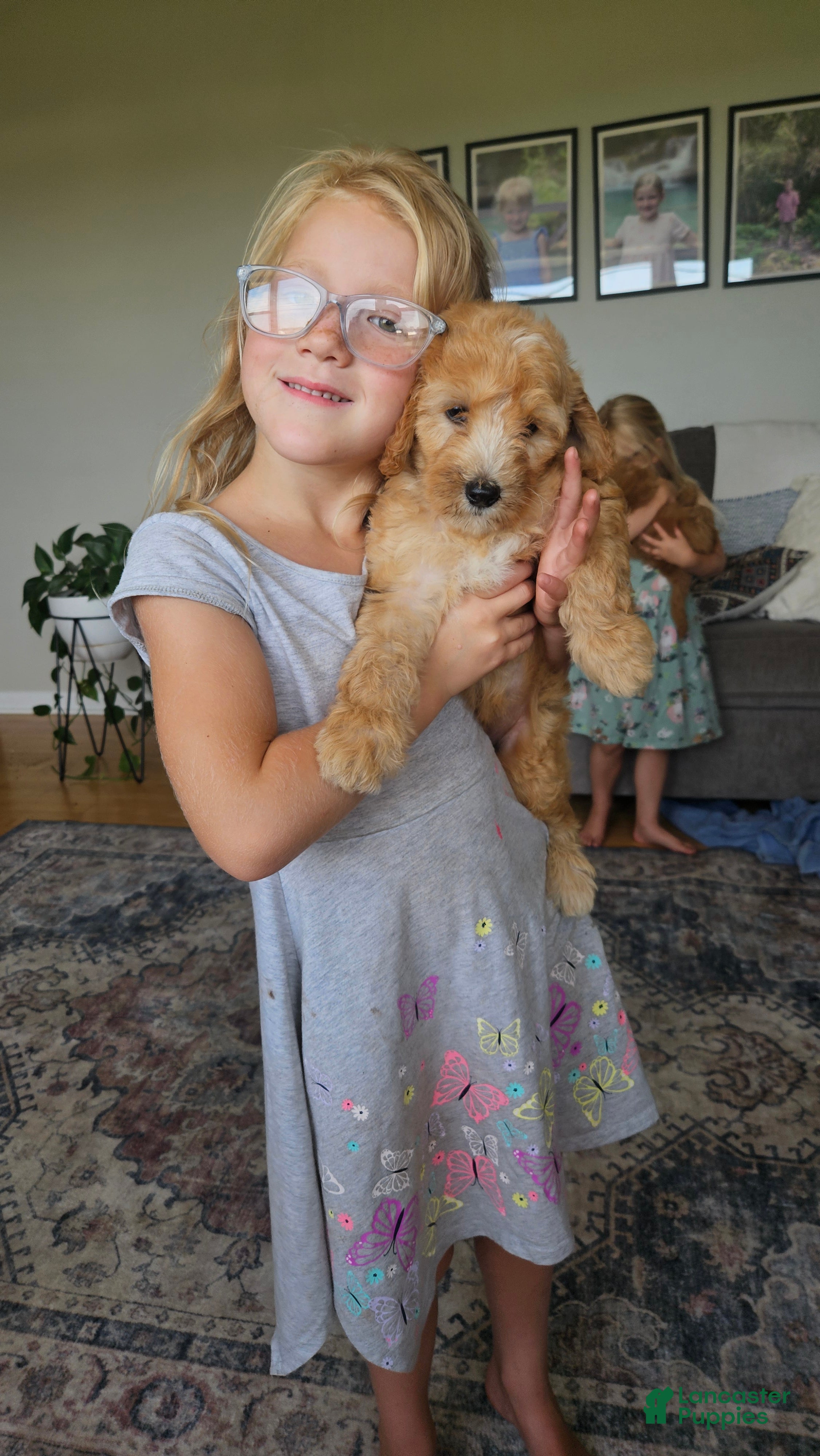 Mini Goldendoodle dogs Peach - Ad 1