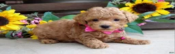 Mixed Breed dogs for sale: Patty - Ad 3