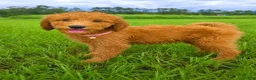 Goldendoodle dogs for sale: Milo - Ad 3