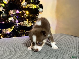 Pomsky dogs Little Bear - Ad 22