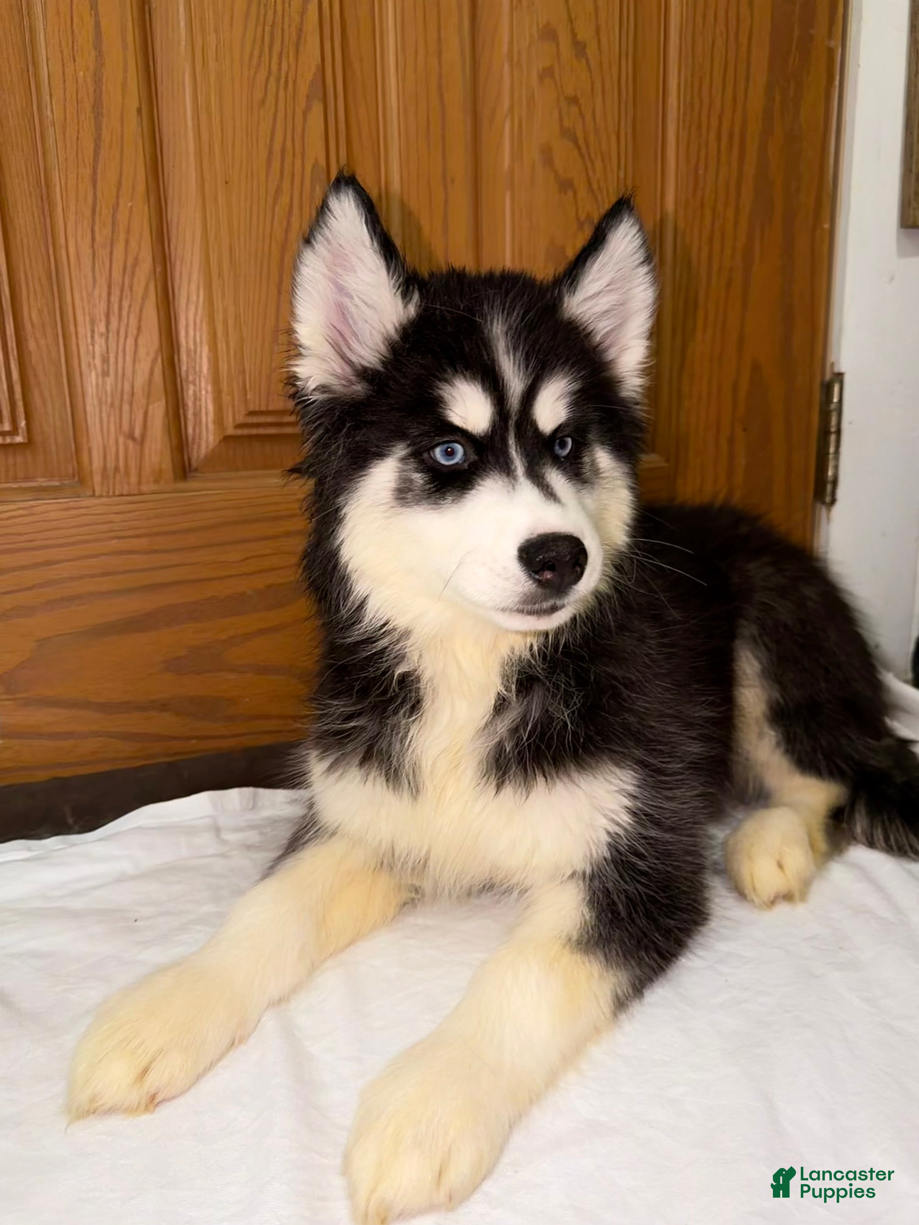Siberian Husky dogs Siberian Husky Puppy 1 - Ad 1
