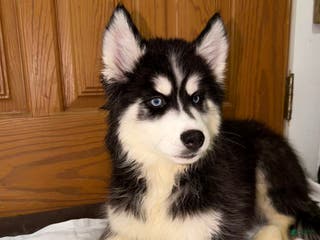 Siberian Husky dogs Siberian Husky Puppy 1 - Ad 13